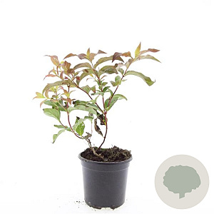 Diervilla sessilif. 'Dise' GM C1.3