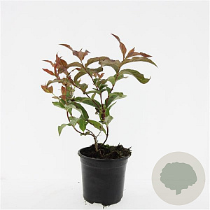 Diervilla sessilif. 'Dise' GM C1.3