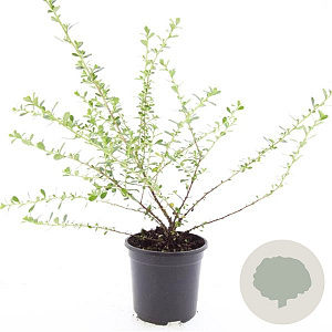 Escallonia 'Donard Seedling' GM C1.3