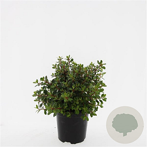 Escallonia 'Red Dream' GM C1.3