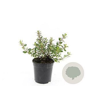 Escallonia 'Red Dream' GM C1.3