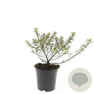 Escallonia 'Red Dream' GM C1.3