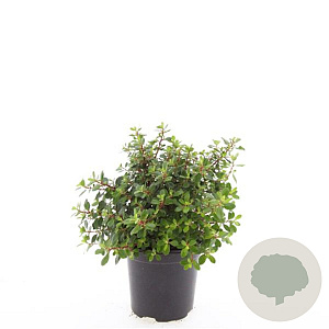 Escallonia 'Red Dream' GM C1.3