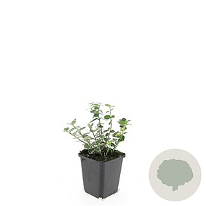 Euonymus fort. 'Emerald Gaiety' GM P9