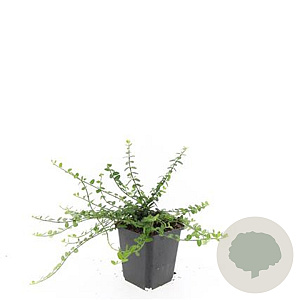 Euonymus fort. 'Minimus' GM P9