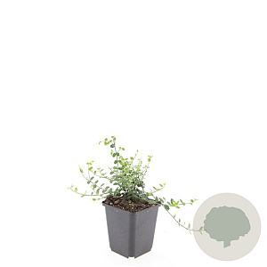 Euonymus fort. 'Minimus' GM P9