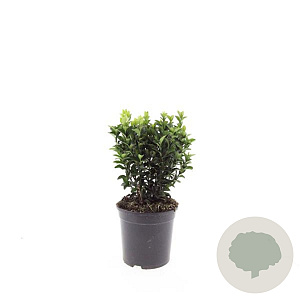 Euonymus jap. 'Green Spire' GM C1.3