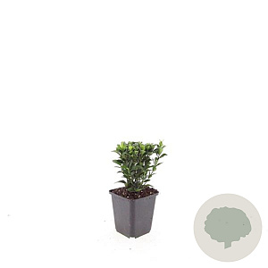 Euonymus jap. 'Green Spire' GM P9