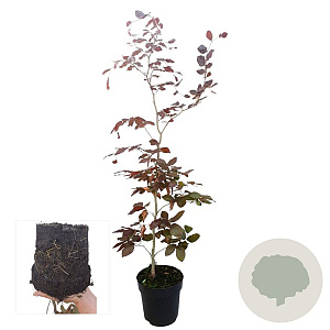 Fagus syl. 'Atropunicea' 100-125 cm 4,5L