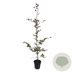 Fagus syl. 'Atropunicea' 100-125 cm 4,5L