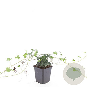 Hedera helix GM P9