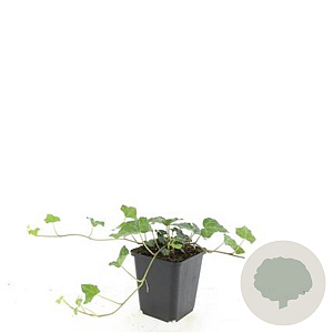 Hedera helix GM P9