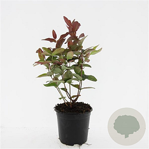 Hypericum andr. 'Albury Purple' GM C1.3