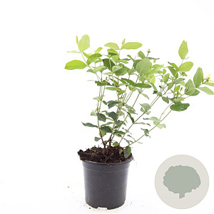 Hypericum i. 'Annebel' GM C1.3