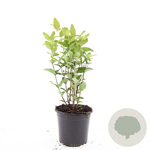 Hypericum i. 'Beauty' GM C1.3