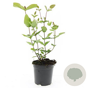 Hypericum i. 'Excellent Flair' GM C1.3