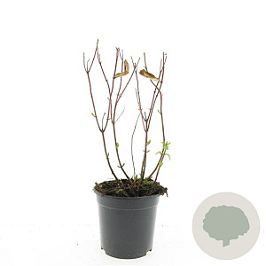 Hypericum i. 'Excellent Flair' GM C1.3