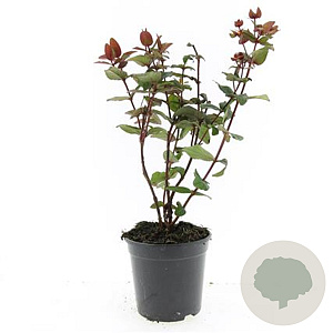 Hypericum i. Magical Black GM C1.3