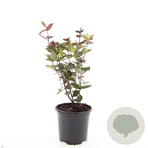 Hypericum i. Magical Black GM C1.3