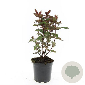 Hypericum i. Magical Black GM C1.3