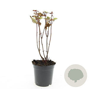Hypericum i. Magical Black GM C1.3