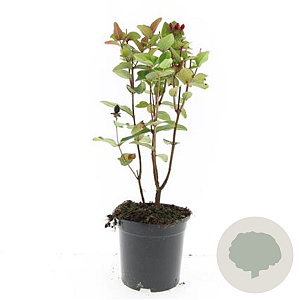 Hypericum i. Magical Red GM C1.3