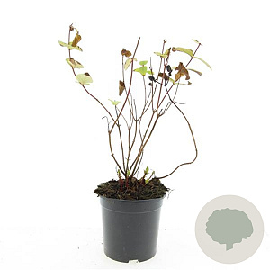 Hypericum i. 'Rheingold' GM C1.3