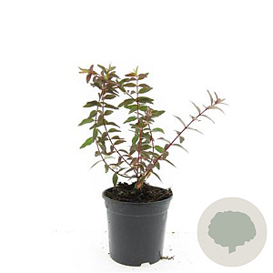 Hypericum moser. 'Tricolor' GM C1.3