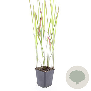 Imperata cylindrica 'Red Baron' GM P9