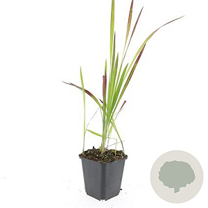 Imperata cylindrica 'Red Baron' GM P9