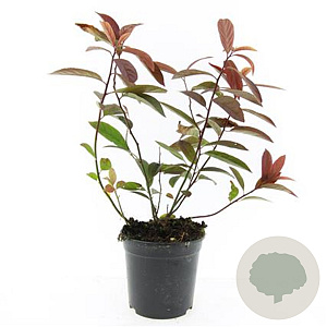 Itea virginica 'Henry's Garnet' GM C1.3