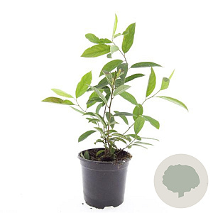 Itea virginica 'Henry's Garnet' GM C1.3