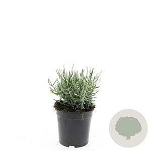 Lavandula ang. 'Hidcote' GM C1.3