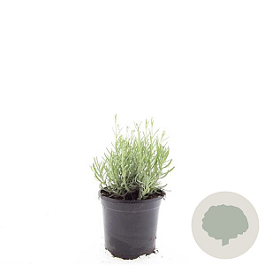 Lavandula ang. 'Hidcote' GM C1.3