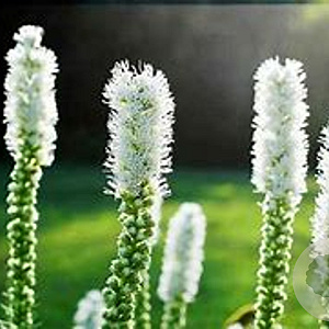 Liatris spicata 'Alba' GM C1.3