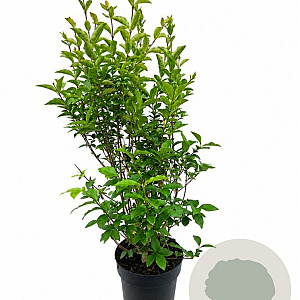 Ligustrum ovalifolium 60-80 cm 4,5L