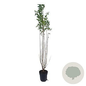 Ligustrum ovalifolium 80-100 cm 2,5L