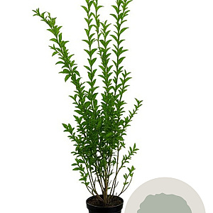 Ligustrum ovalifolium 80-100 cm 4,5L