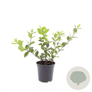 Lonicera fragrantissima GM C1.3