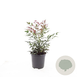 Nandina d. Obsessed GM C1.3