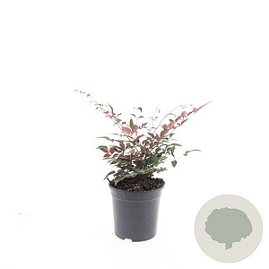 Nandina d. Obsessed GM C1.3