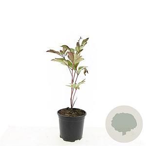 Paeonia (LD) 'Karl Rosenfield' GM C1.3