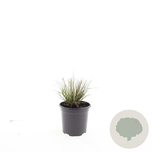 Pennisetum al. 'Hameln' GM C1.3