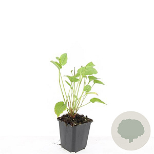 Persicaria amplexicaulis GM P9