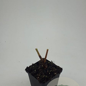 Persicaria amplexicaulis GM P9