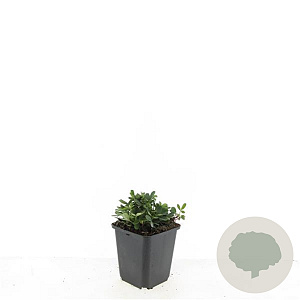 Potentilla tridentata 'Nuuk' GM P9