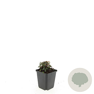 Potentilla tridentata 'Nuuk' GM P9