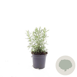 Rosmarinus officinalis GM C1.3