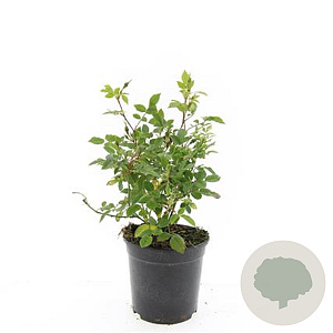 Rosa (P) 'Rote The Fairy' GM C1.3