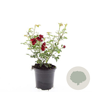 Rosa (P) 'Rote The Fairy' GM C1.3